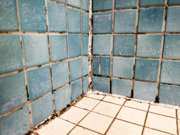 Best Mold Remediation for Healthcare Facilities  in Hidden Meadows, CA